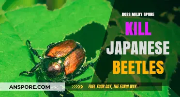 Milky Spore: Effective Japanese Beetle Control or Myth?