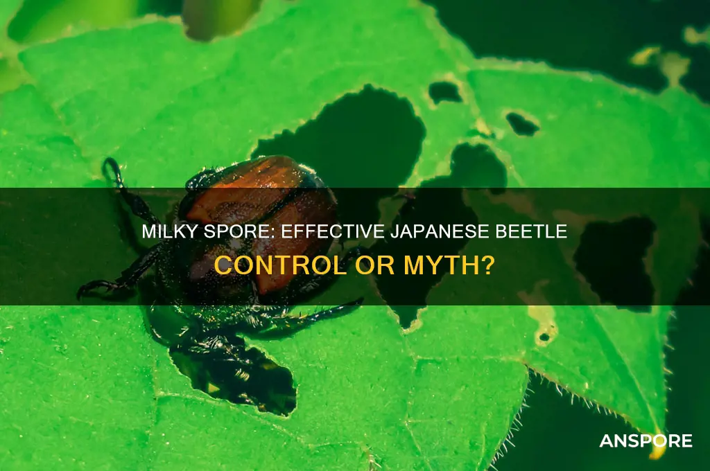 does milky spore kill japanese beetles