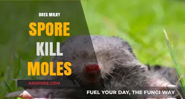 Milky Spore's Effectiveness: Can It Eliminate Moles in Your Lawn?