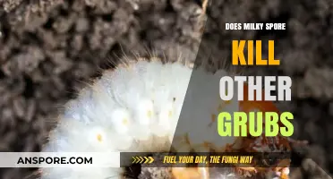 Does Milky Spore Harm Beneficial Grubs in Your Lawn?