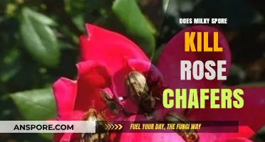 Milky Spore vs. Rose Chafers: Effective Solution or Myth?