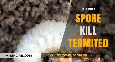 Milky Spore: Effective Termite Control or Just a Myth?