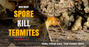 Milky Spore: Effective Termite Control or Just a Myth?
