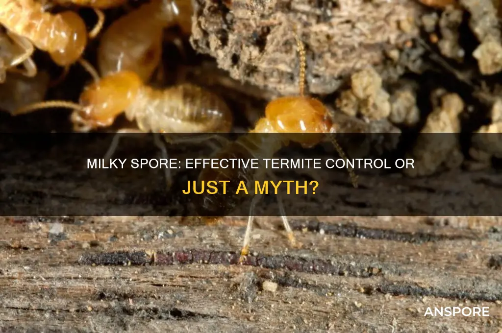 does milky spore kill termites