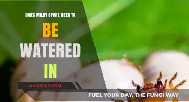 Does Milky Spore Require Watering? Essential Lawn Care Tips