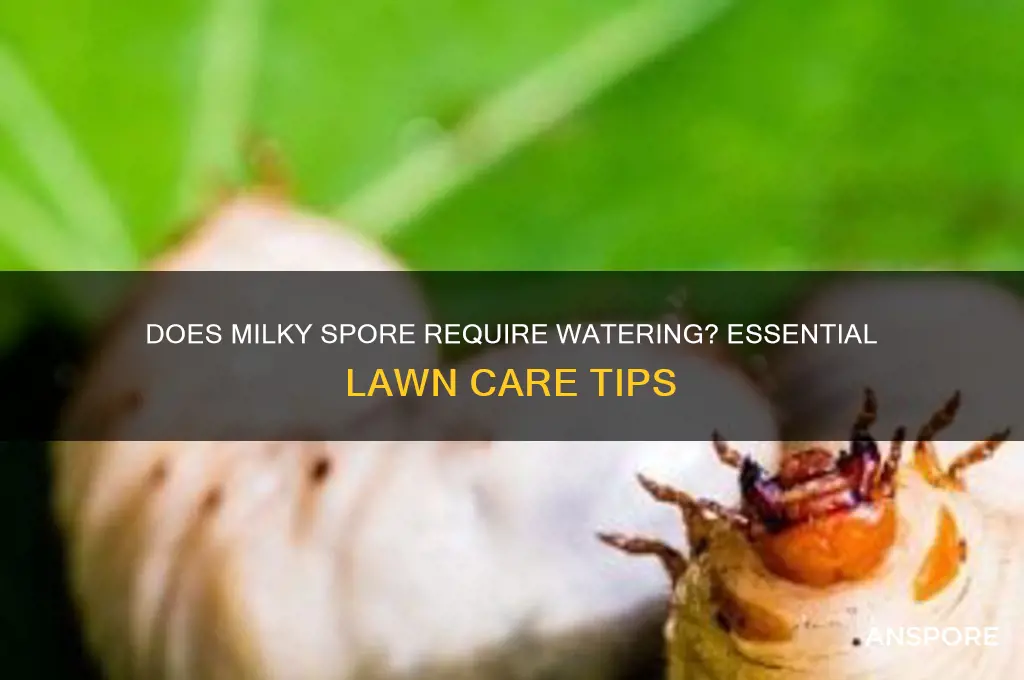 does milky spore need to be watered in