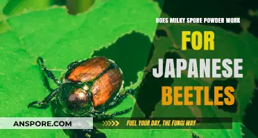 Milky Spore Powder: Effective Solution for Japanese Beetle Control?
