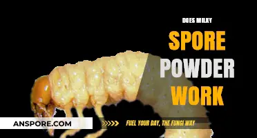 Does Milky Spore Powder Work? Uncovering Its Effectiveness in Grub Control