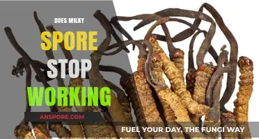 Does Milky Spore Stop Working? Understanding Its Long-Term Effectiveness