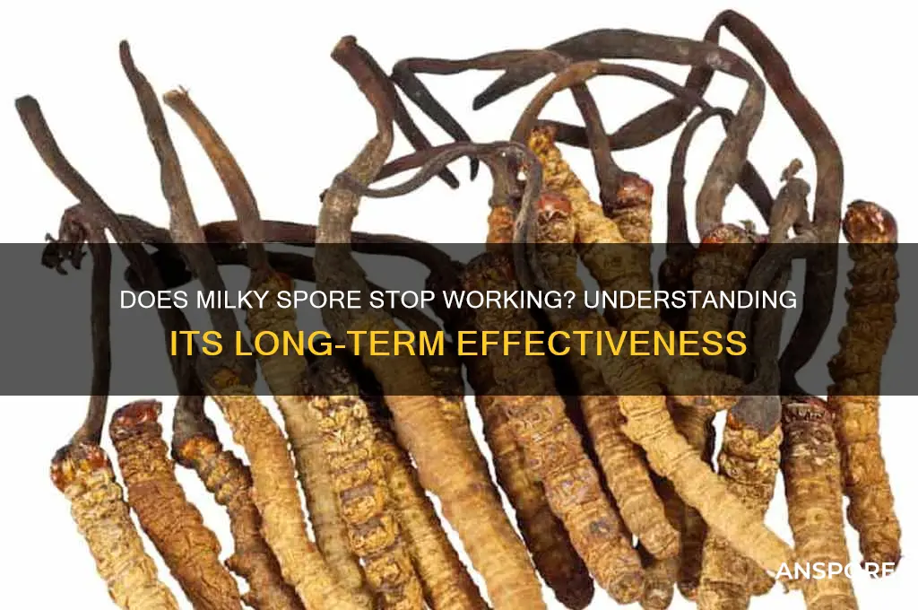 does milky spore stop working