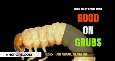 Milky Spore Effectiveness: A Proven Grub Control Solution for Lawns