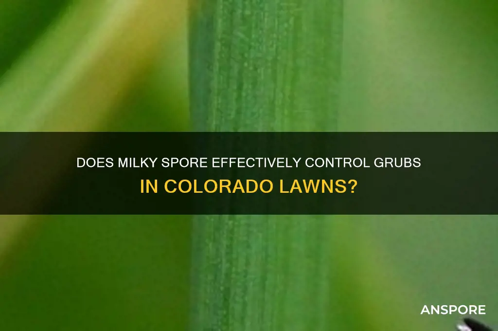 does milky spore work in co