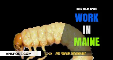 Milky Spore Effectiveness in Maine: A Comprehensive Gardeners' Guide