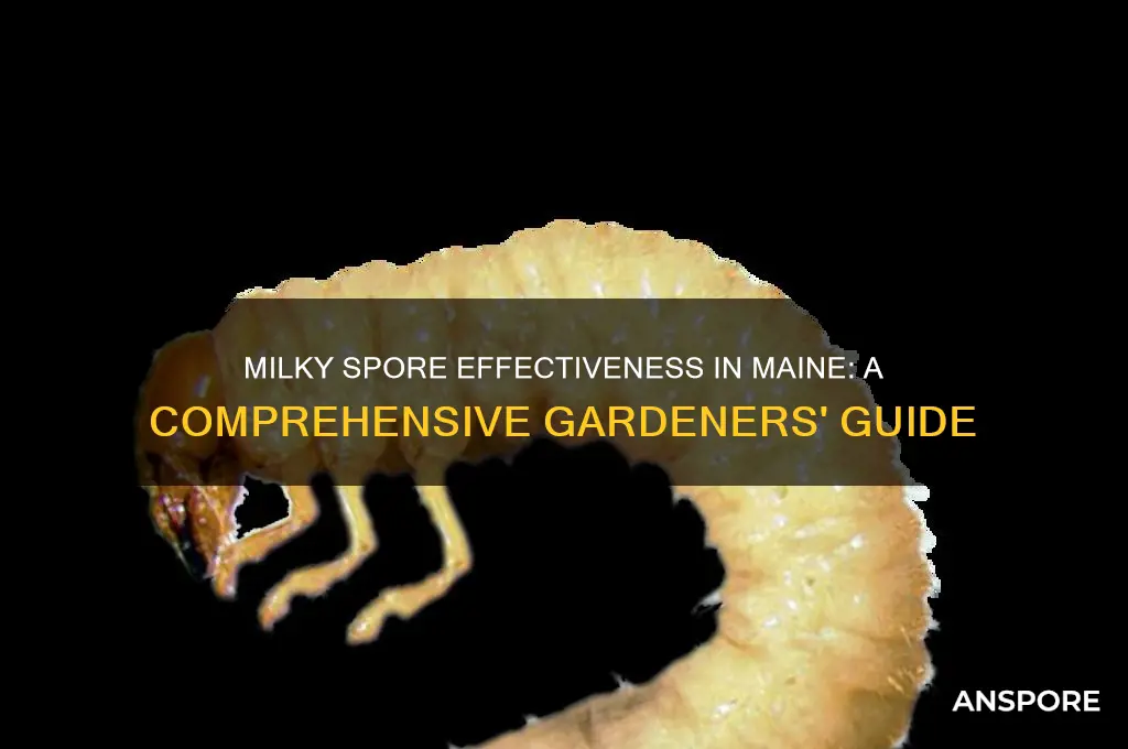 does milky spore work in maine