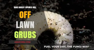 Milky Spore Grub Control: Effective Lawn Treatment or Myth?