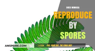 Mimosa Reproduction: Unveiling the Truth About Spores and Propagation