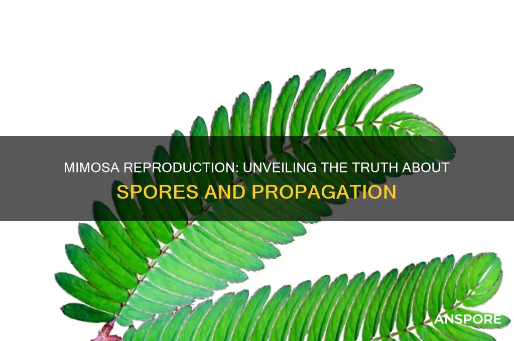 does mimosa reproduce by spores