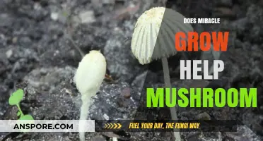 Miracle-Gro for Mushrooms: Effective Fertilizer or Fungal Foe?