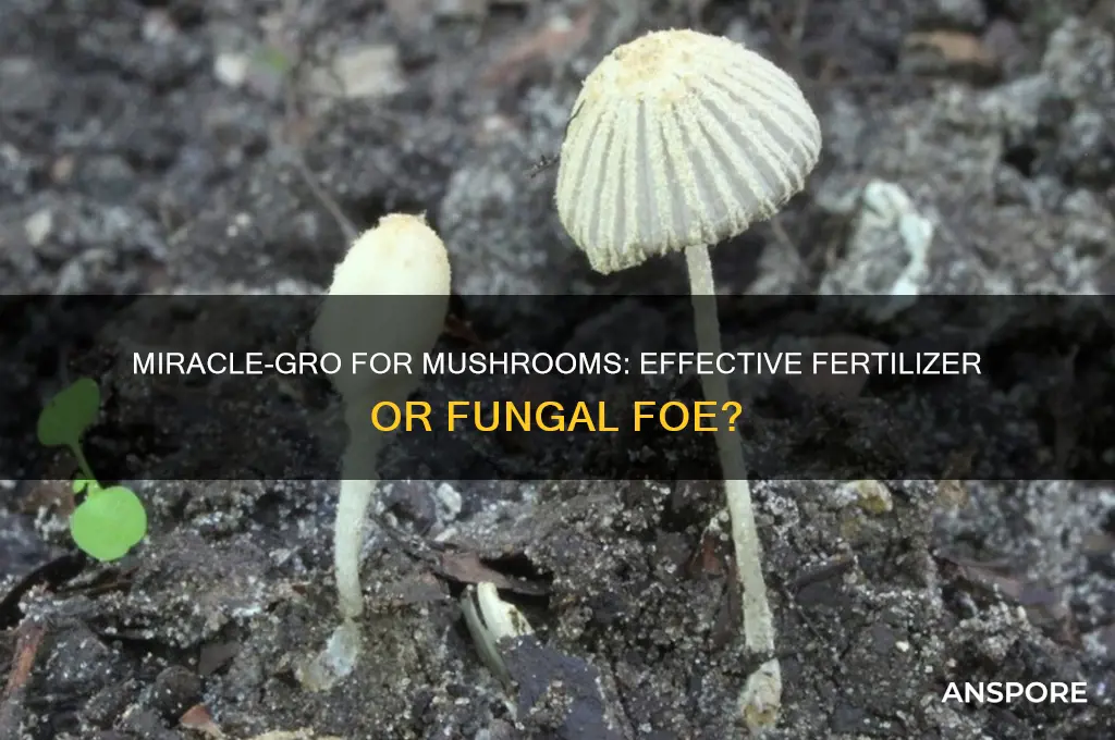 does miracle grow help mushrooms
