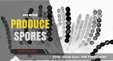 Mitosis and Spores: Understanding Their Role in Cell Division