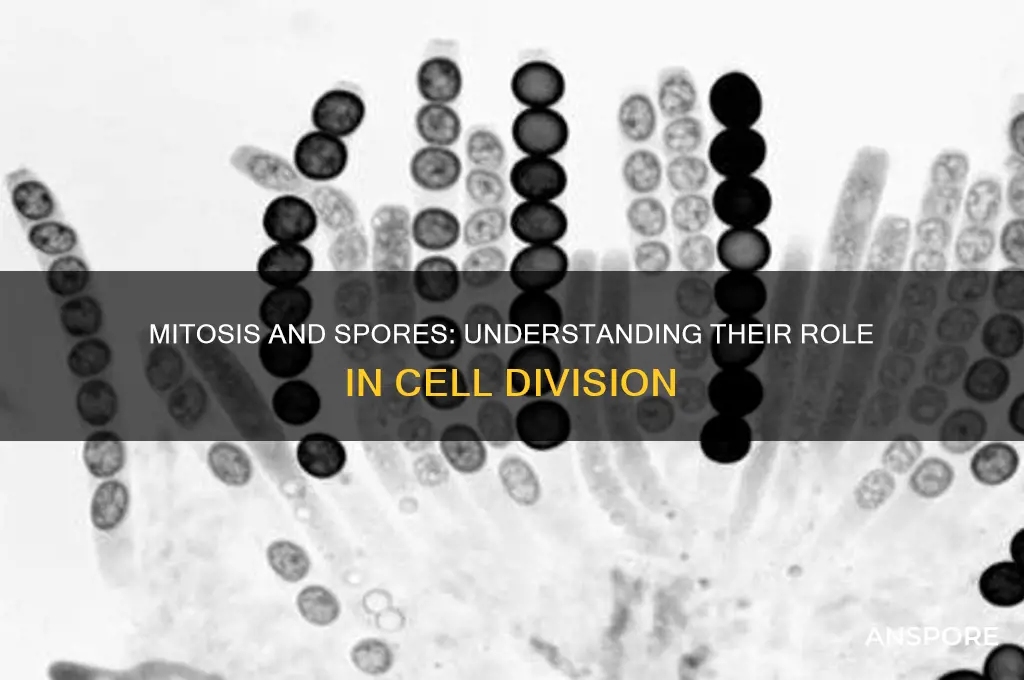 does mitosis produce spores