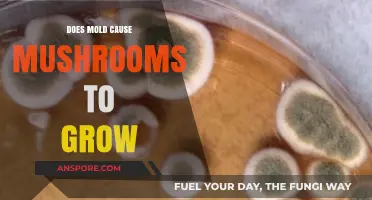 Mold and Mushrooms: Unraveling the Connection Between Fungi Growth