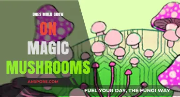 Can Mold Contaminate Magic Mushrooms? Understanding Risks and Prevention