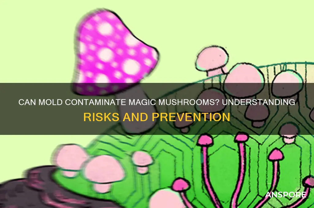 does mold grow on magic mushrooms