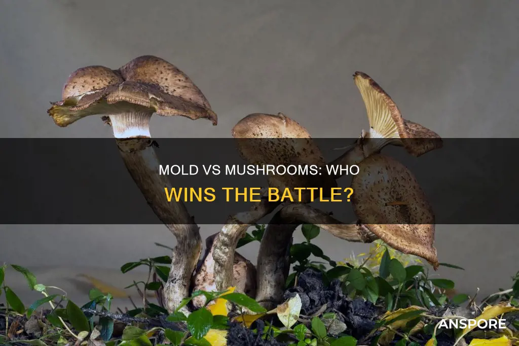 does mold kill mushrooms