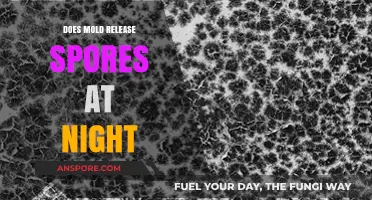 Does Mold Release Spores at Night? Uncovering the Truth