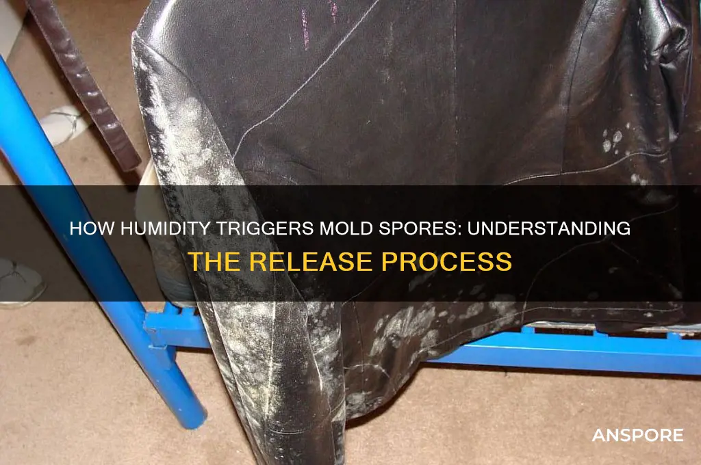 does mold release spores in humidity