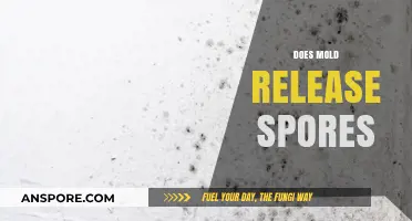 Does Mold Release Spores? Understanding Mold Growth and Spread