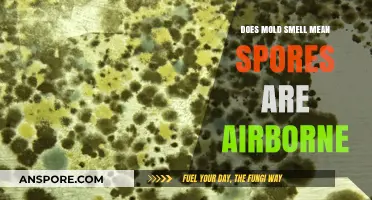 Mold Smell: Indicator of Airborne Spores and Health Risks Explained