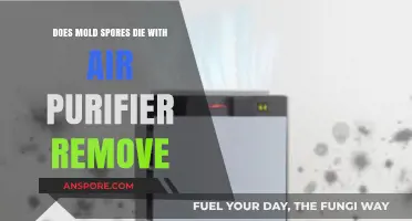 Can Air Purifiers Kill Mold Spores? Debunking the Myth