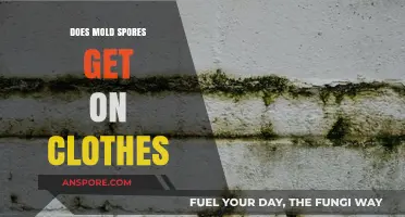 Can Mold Spores Contaminate Your Clothes? Understanding the Risks