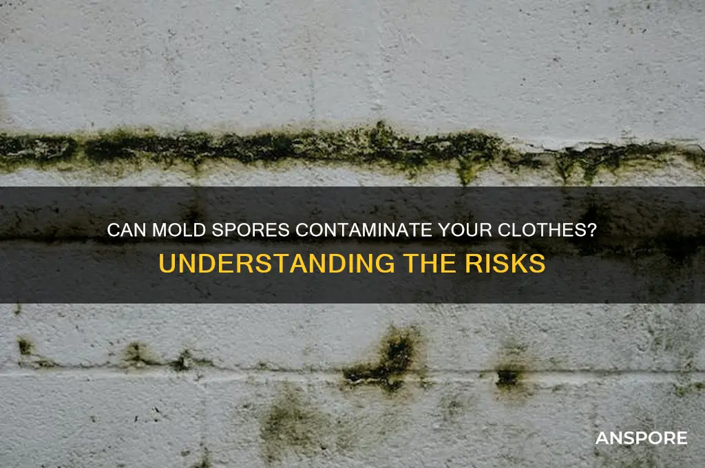does mold spores get on clothes