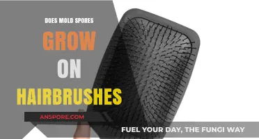 Can Mold Spores Thrive on Your Hairbrush? Surprising Facts Revealed