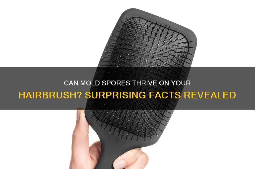 does mold spores grow on hairbrushes