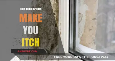 Can Mold Spores Cause Itching? Understanding the Link and Symptoms