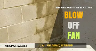Mold Spores: Do They Stick to Walls or Blow Off Fans?