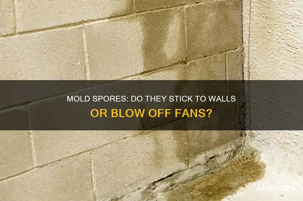 does mold spores stick to walls or blow off fan