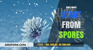 Unveiling the Truth: Do Mold Spores Initiate Growth?