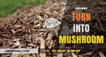 Mold and Mushrooms: What's the Connection?