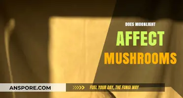 Moonlight's Magical Effect on Mushroom Growth