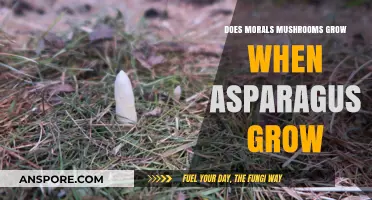 Do Morals Mushrooms and Asparagus Share a Growing Season?