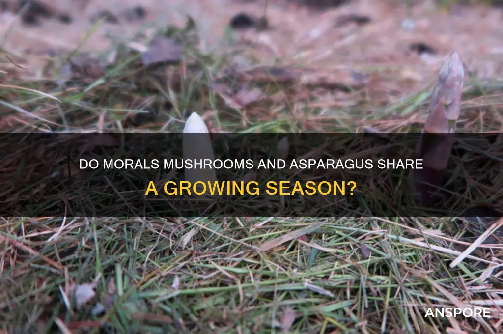 does morals mushrooms grow when asparagus grow