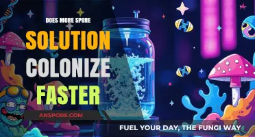 Does Higher Spore Concentration Lead to Faster Mycelium Colonization?