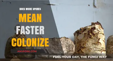 More Spores, Faster Colonization: Unraveling the Mycelium Growth Myth