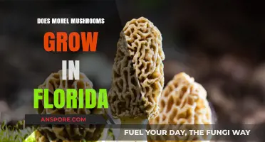 Do Morel Mushrooms Thrive in Florida's Climate and Soil Conditions?