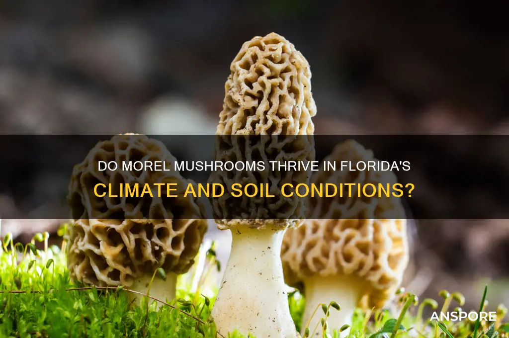 does morel mushrooms grow in florida
